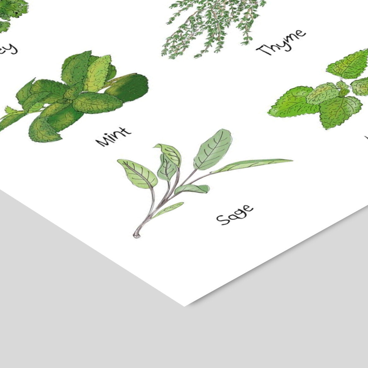 Mouse & Pen World of Herbs - A5