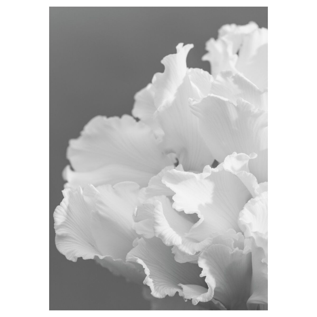 A Blooming Affaire The Coral Cyclamen 30 x 40 cm