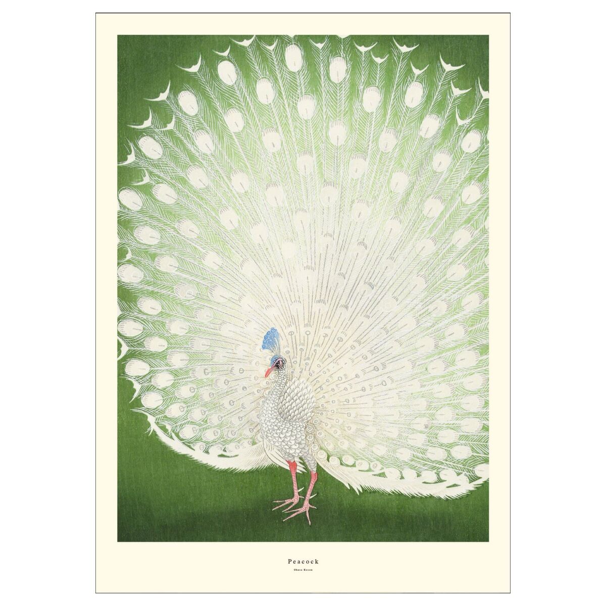 A.P. Atelier Peacock 50 x 70 cm